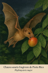 Chauve-souris frugivore de Porto Rico (Phyllonycteris major) en action dans son milieu naturel, format 1025x1536, avec son nom franais et scientifique