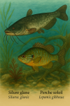 Draw a silure glane and a perche soleil in action in their natural habitat, including their scientific and French names, in a 1025x1536 format.