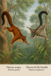 Dessine un Petaurus gracilis (Planeur acajou) et un Petaurus norfolcensis (Planeur de l’île Norfol) en action dans leur milieu naturel. L'image doit inclure leurs noms français et scientifiques, et être au format 1025x1536.