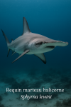 Requin marteau halicorne (Sphyrna lewini) en action dans son milieu naturel, avec son nom franais et scientifique visible