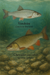 Draw a Vandoise (Leuciscus leuciscus) and a Chevaine, or cabot (Squalius cephalus) in action in their natural environment, including their French and scientific names.