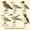 dessine moi 6 charadriiformes marins (oiseaux) d'espces diffrentes en couleurs sur fond clair en format 1024*1024 et leurs noms scientifique seulement.