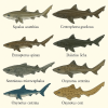 dessine moi 6 squaliformes (poissons) d'espces diffrentes en couleurs sur fond clair en format 1024*1024 et leurs noms scientifique seulement.