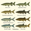 dessine moi 6 holosteens (poissons) d