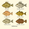 dessine moi 6 Zeiformes (poissons) d