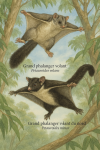Illustration of Petauroides volans (Grand phalanger volant du sud) and Petauroides minor (Grand phalanger volant du nord) in action in their natural habitat, labeled with their French and scientific names, in a 1025x1536 format