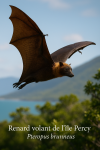 Renard volant de lle Percy (Pteropus brunneus) en action dans son milieu naturel, format 1025x1536, avec son nom franais et scientifique