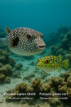 Draw a Starry Pufferfish (Arothron stellatus) and a Green Pufferfish (Tetraodon nigroviridi