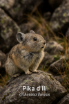 Un Pika d'Ili (Ochotona iliensis) en action dans son habitat naturel, illustr dans un format vertical 1025x1536, avec les noms 'Pika d'Ili' et 'Ochotona iliensis' intgrs dans l'image