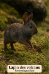 Lapin des volcans (Romerolagus diazi) en action dans son milieu naturel, format 1025x1536, avec les noms Franais et scientifique visibles