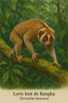 Un Nycticebus bancanus (loris lent de Bangka) en action dans son habitat naturel, avec les noms 'Loris lent de Bangka' et 'Nycticebus bancanus' intgrs dans l'image, format 1025x1536