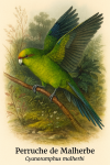 Perruche de Malherbe (Cyanoramphus malherbi) en action dans son habitat naturel, format 1025x1536, avec les noms franais et scientifique visibles