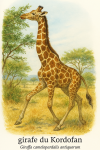 Girafe du Kordofan (Giraffa camelopardalis antiquorum) en action dans son milieu naturel, format 1025x1536, avec les noms franais et scientifique