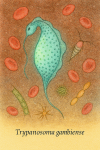 Illustration naturaliste de Trypanosoma gambiense dans son hôte ou son habitat naturel