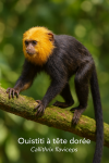 Un Ouistiti  tte dore (Callithrix flaviceps) bondissant  travers les branches d'une fort tropicale luxuriante, captur dans un format vertical 1025x1536, avec son nom franais et scientifique lgamment intgr dans l'image