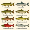 dessine moi 6 Protacanthopterygiens (poissons) d'espces diffrentes en couleurs sur fond clair en format 1024*1024 et leurs noms scientifique seulement.