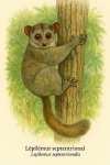 Lpilmur septentrional (Lepilemur septentrionalis) en action dans son milieu naturel, avec son nom franais et scientifique, format 1025x1536