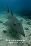 Raie guitare gante (Glaucostgus typus) en action dans leur milieu naturel, avec leurs noms Franais et scientifique