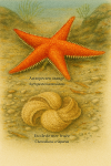Astropecten aranciacus (Astropecten orangé) et Ctenodiscus crispatus (Étoile de mer frisée) en action dans leur milieu naturel, illustrés dans un format 1025x1536 avec leurs noms français et scientifiques visibles