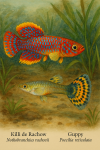 Draw a Rachow's Killi (Nothobranchius rachovii) and a Guppy (Poecilia reticulata) in their natural habitat, with their French and scientific names displayed.