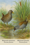 Draw a Spotted Crake (Porzana porzana) and a Little Crake (Porzana parva) (adult) in action in their natural habitat, with their French and scientific names displayed.