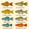 dessine moi 6 Cyprinodontiformes (poissons) d'espces diffrentes en couleurs sur fond clair en format 1024*1024 et leurs noms scientifique seulement.