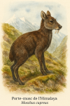 Porte-musc de lHimalaya (Moschus cupreus) en action dans son milieu naturel, format 1025x1536, avec son nom franais et scientifique