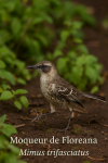 Mimus trifasciatus (Moqueur de Floreana) en action dans son habitat naturel, format 1025x1536, avec les noms franais et scientifique visibles