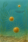 Actinophrys sol (Actinophrys solaire) et Actinosphaerium eichhornii (Actinosphère d’Eichhorn) en action dans leur milieu naturel, illustrés avec leurs noms français et scientifiques, dans un format de 1025x1536