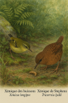 Draw a Bush Wren (Xenicus longipes) and a Stephens Island Wren (Traversia lyalli) in action in their natural habitat, with their French and scientific names displayed.