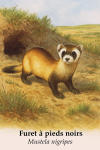 Furet  pieds noirs (Mustela nigripes) en action dans son milieu naturel, avec son nom franais et scientifique visible, format 1025x1536