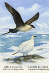 Labbe à longue queue (Stercorarius longicaudus) et Lagopède du Svalbard (Lagopus muta hyperborea) en action dans leur milieu glacial, avec leurs noms français et scientifiques visibles, format 1025x1536