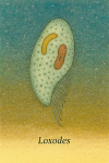 Illustration naturaliste de Loxoda dans son habitat aquatique