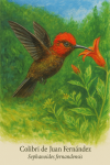 Colibri de Juan Fernndez (Sephanoides fernandensis) en action dans son milieu naturel, format 1025x1536, avec les noms Franais et scientifique visibles