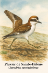 Pluvier de Sainte-Hlne (Charadrius sanctaehelenae) en action dans son milieu naturel, format 1025x1536, avec les noms franais et scientifique visibles