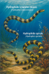 Hydrophis cyanocinctus (Hydrophide à bandes bleues) et Hydrophis spiralis (Hydrophide spirale) en action dans leur milieu naturel, avec leurs noms français et scientifiques visibles, format 1025x1536