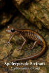 Spélerpès de Strinati (Speleomantes strinatii) en action dans son milieu naturel, avec son nom français et scientifique visible