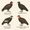 dessine moi des cathartids (accipitriformes) en couleur