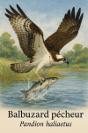 dessine moi un Pandion haliaetus — Balbuzard pêcheur en action dans leur milieu naturel dans un format de 1025*1536 avec leurs noms Français et scientifique