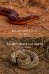 Eryx johnii — Boa des sables indien et Eryx miliaris — Boa des sables d’Asie centrale en action dans leur milieu naturel, avec leurs noms Français et scientifique, format 1025*1536