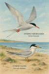 Draw a Common Tern (Sterna hirundo) and a Little Tern (Sternula albifrons) in action in their natural habitat, with their French and scientific names displayed.