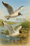 Draw a Black-headed Gull (Chroicocephalus ridibundus) and a Mediterranean Gull (Ichthyaetus melanocephalus) in action in their natural habitat, with their French and scientific names displayed.
