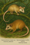 Dessine un Caluromys philander (Opossum laineux  queue nue) et un Caluromys lanatus (Opossum laineux  oreilles marron) en action dans leur milieu naturel. L'image doit tre au format 1025x1536 et inclure leurs noms en franais et en latin.