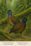 dessine moi un Nothocercus bonapartei — Tinamou de Bonaparte et un Nothocercus julius — Tinamou de Tacarcuna en action dans leur milieu naturel dans un format de 1025*1536 avec leurs noms Français et scientifique