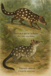dessine moi un Dasyurus maculatus — Dasyure à queue tachetée, ou quoll tigré et un Dasyurus viverrinus — Dasyure viverrin en action dans leur milieu naturel dans un format de 1025*1536 avec leurs noms Français et scientifique