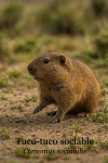 Tuco-tuco sociable (Ctenomys sociabilis) en action dans son milieu naturel, avec son nom franais et scientifique, format 1025x1536