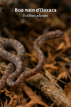 Exiliboa placata — Boa nain d’Oaxaca en action dans leur milieu naturel, avec leurs noms Français et scientifique