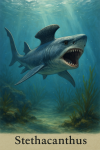 Draw a Stethacanthus in action in its natural habitat, including its scientific name.