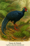 Faisan de Hatinh (Lophura edwardsi hatinhensis) en action dans son habitat naturel, format 1025x1536, avec les noms franais et scientifique visibles
