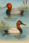 Fuligule  tte rouge (Aythya americana) et Fuligule  dos blanc (Aythya valisineria) en action dans leur milieu naturel, format 1025x1536, avec leurs noms Franais et scientifiques